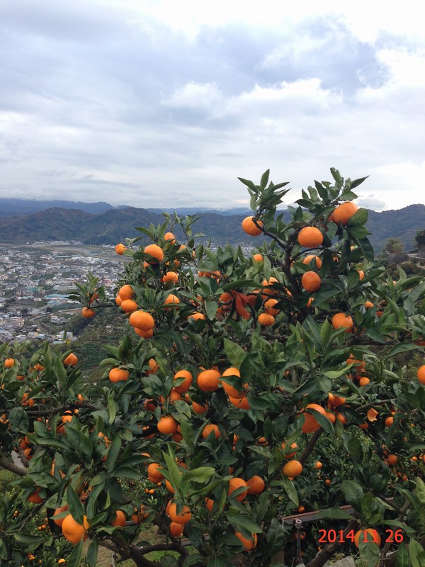 1705285528659046.jpg cae919d1730348e8c3daba1b5137554f_2-b.jpg