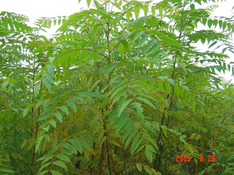 南通錦繡河山苗木基地近況（九月）